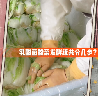 乳酸菌酸菜发酵统共分几步
